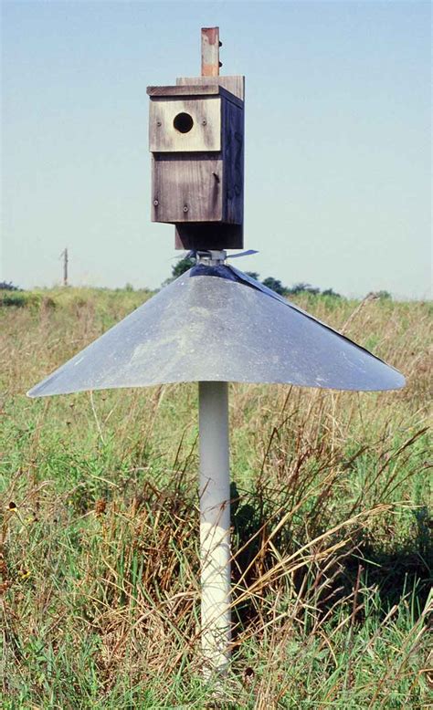 metal bird box protectors|blue bird house predator guard.